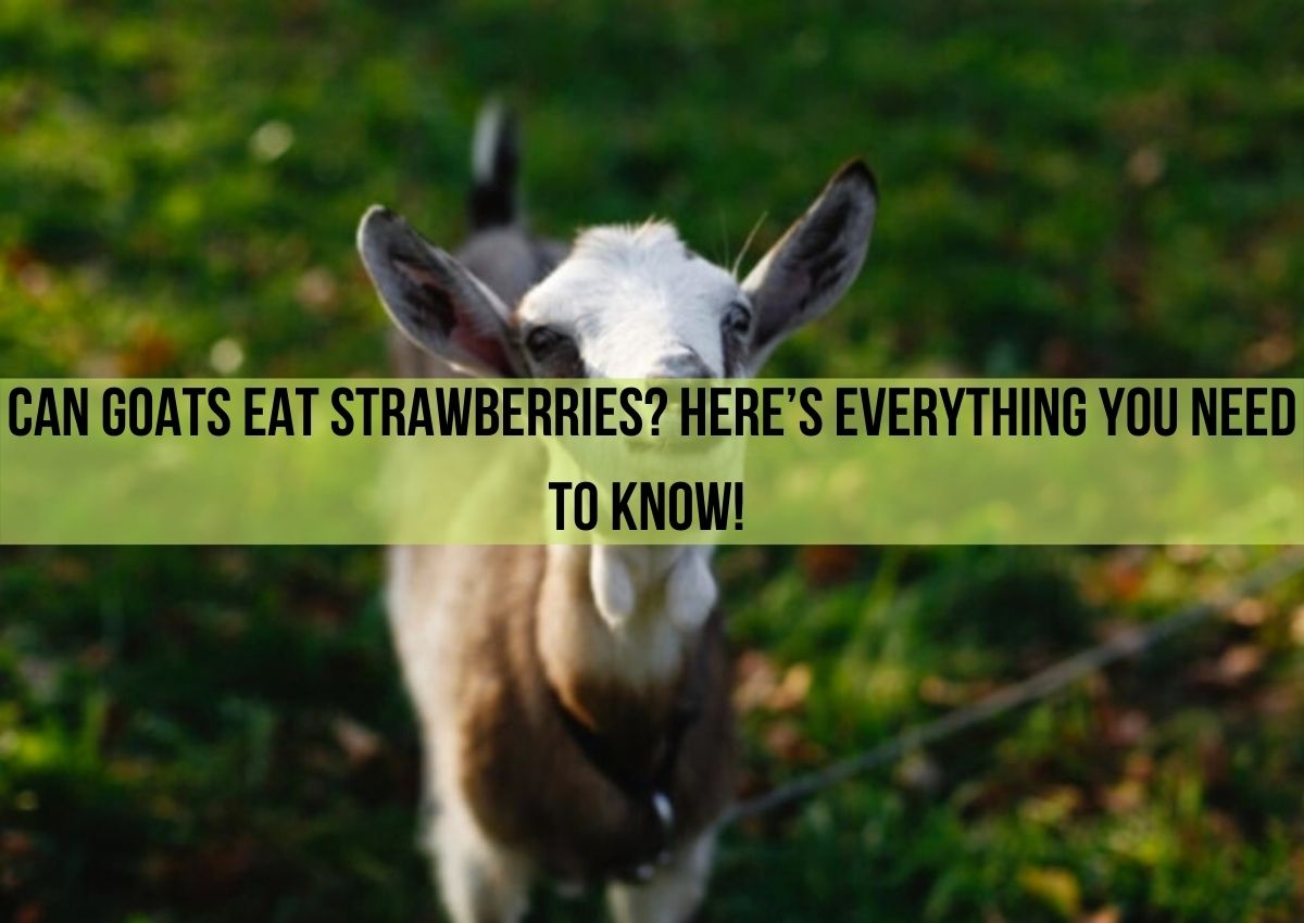 Can Goats Eat Strawberries? Here’s Everything You Need to Know!