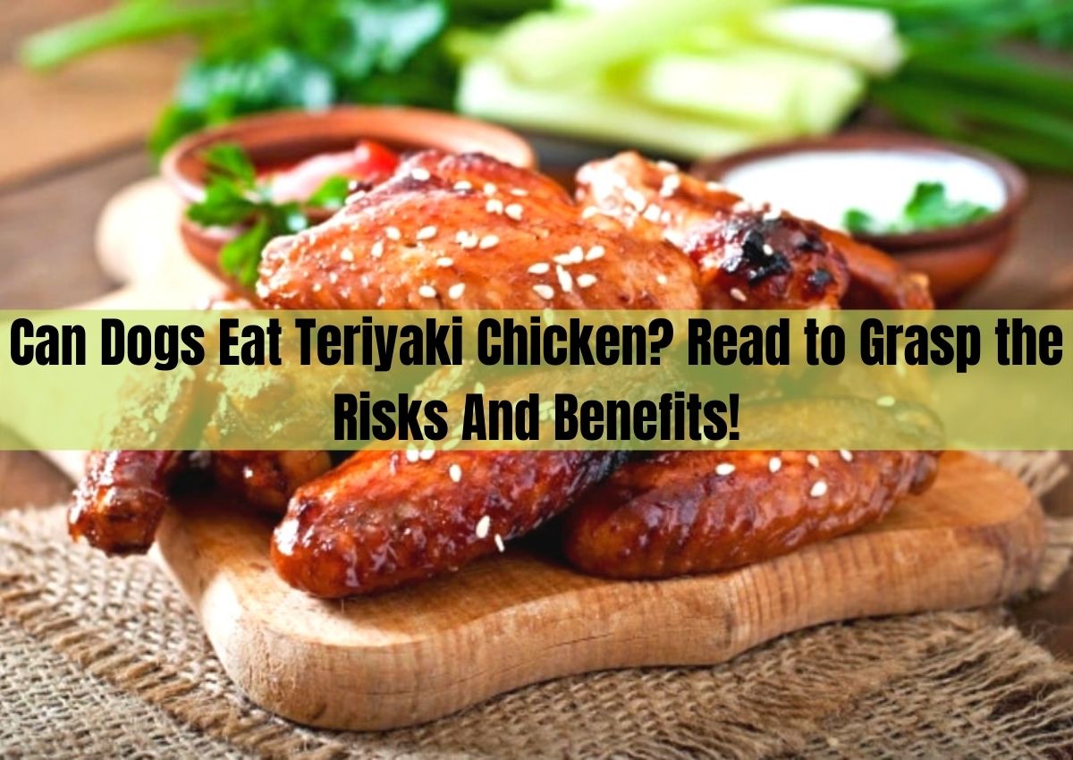 Can Dogs Eat Teriyaki Sauce