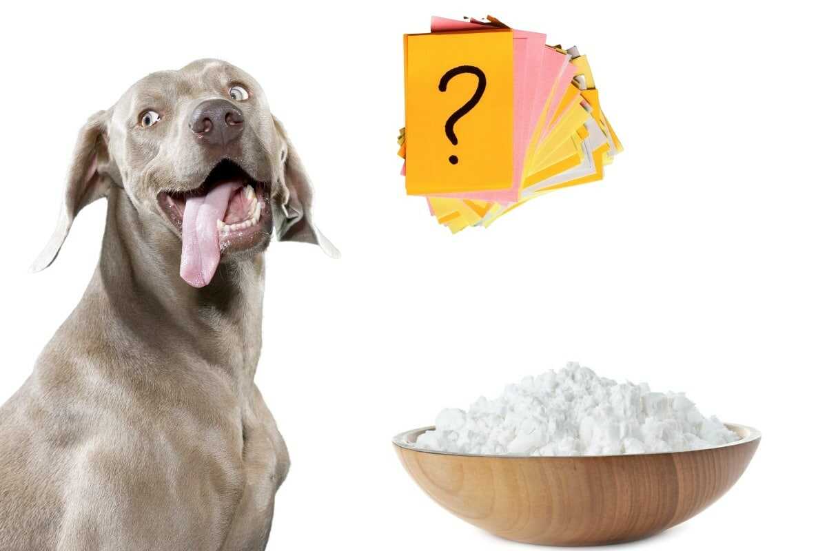 Can Dogs EatCorn Starch? Let’s Comprehend the Risks! Pet Fact