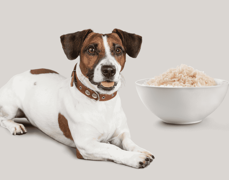Can Dogs Eat Jasmine Rice Is It Good for Dogs? Pet Fact