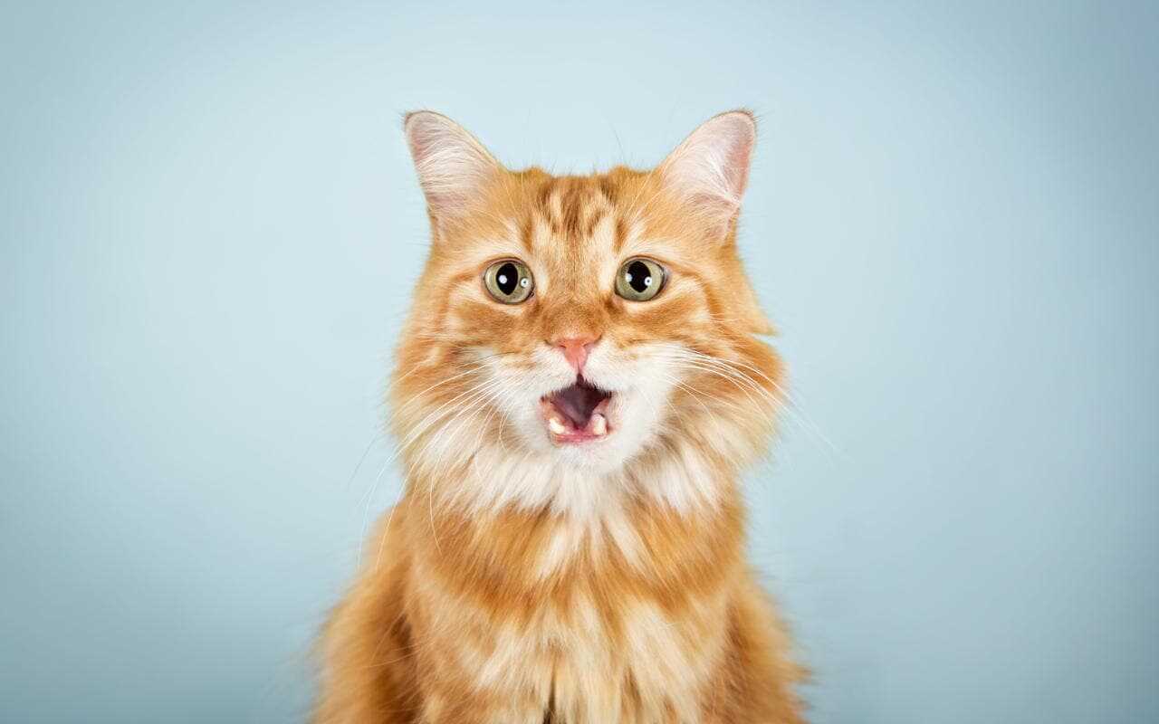 What Does Cat Trilling Mean? Everything You Need To Know!