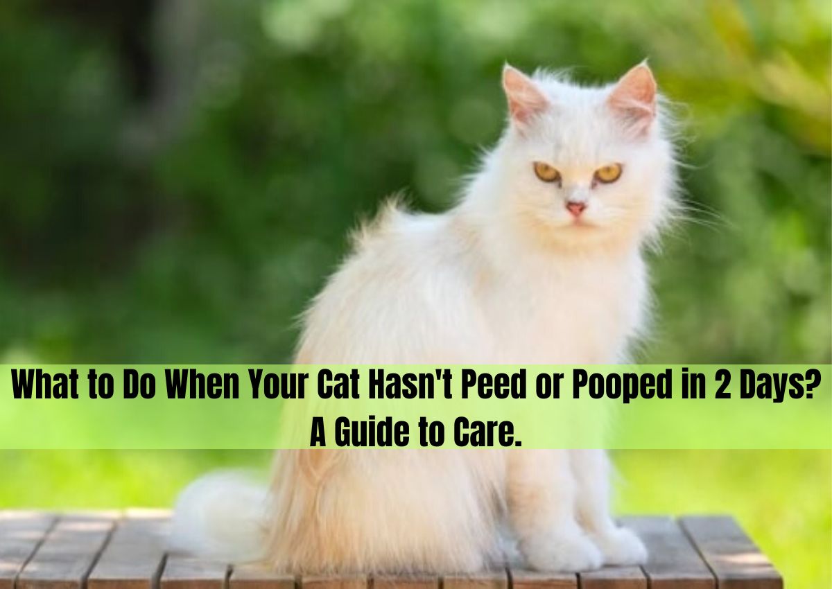 What to Do When Your Cat Hasn't Peed or Pooped in 2 Days? A Guide to Care.