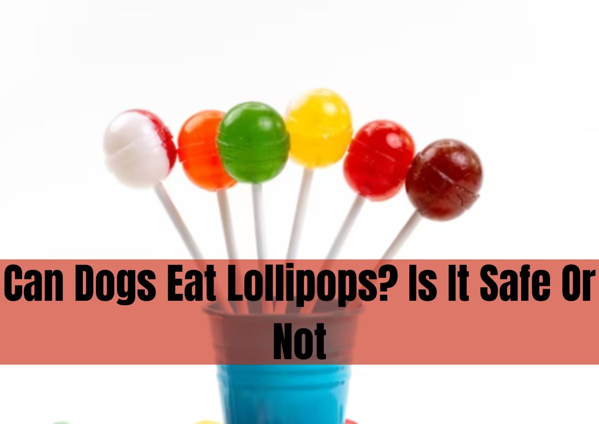 Can Dogs Eat Lollipops? Is It Safe Or Not