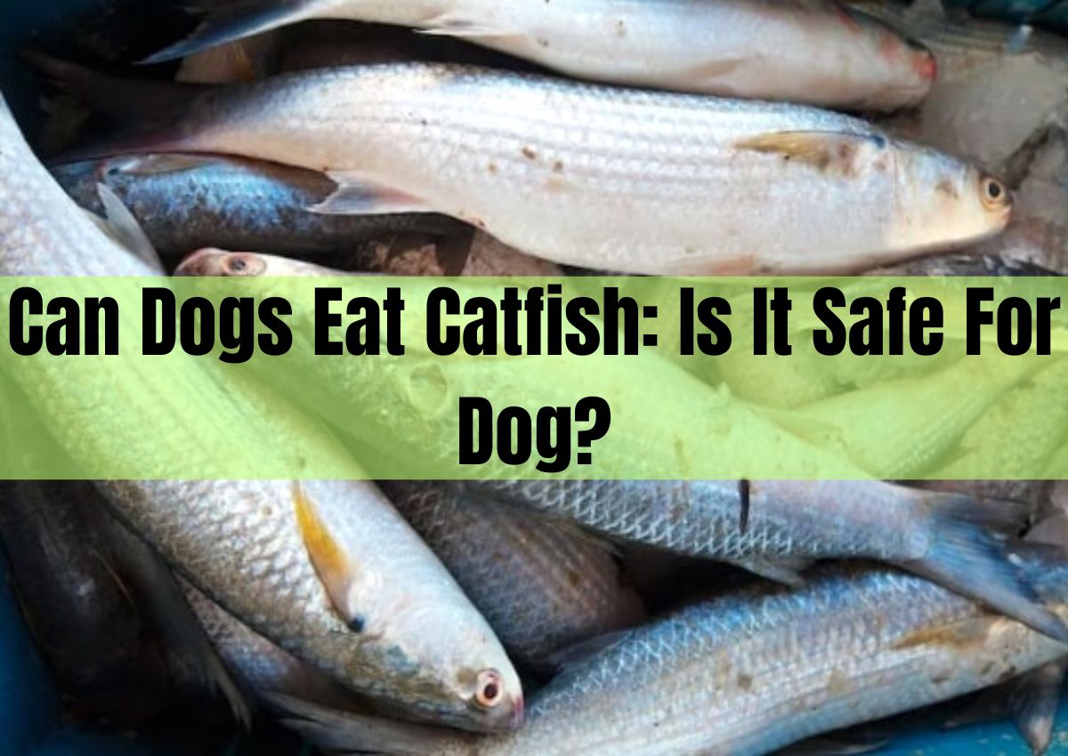 Can Dogs Eat Catfish Is It Safe For Dog?