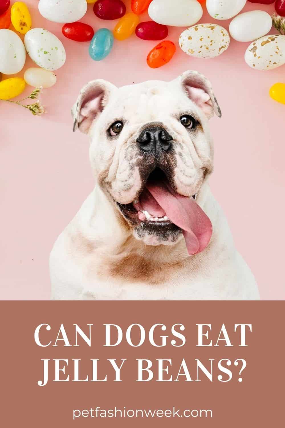 Can Dogs Eat Jelly Beans? 7 Health Risks For Dogs PetFashionWeek