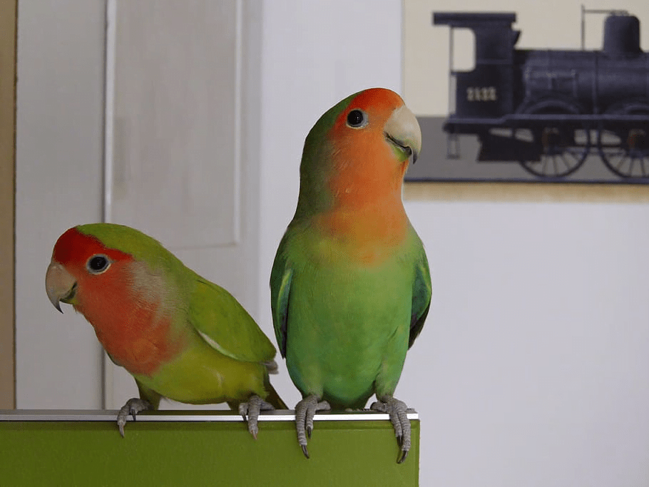 Love Birds Price In India, Varieties, Lifespan And Profile (2024)