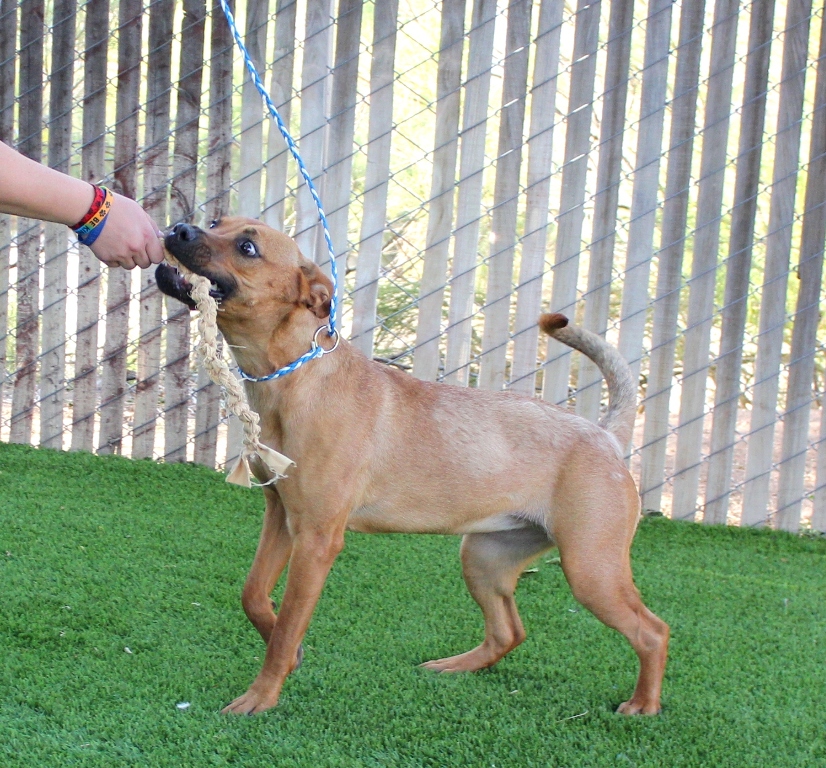 Mars Petcare Staffers Compete to Help Tucson Shelter Pets Petfinder