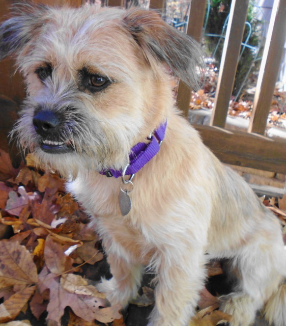 Senior Dogs 4 Seniors Petfinder Adoption Options in