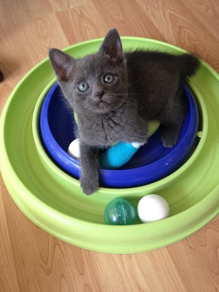 Burmese Cat Rescue Texas