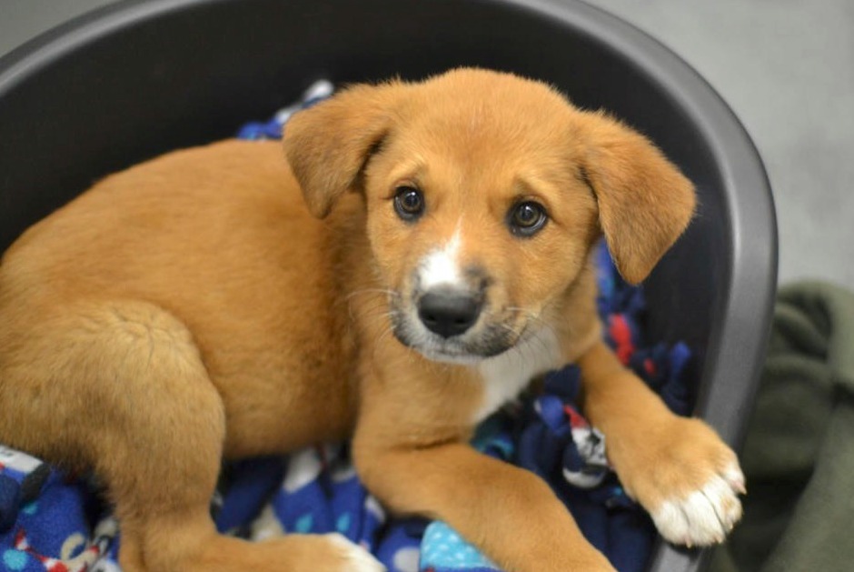 Dallas Animal Services and Adoption Center Petfinder 20th