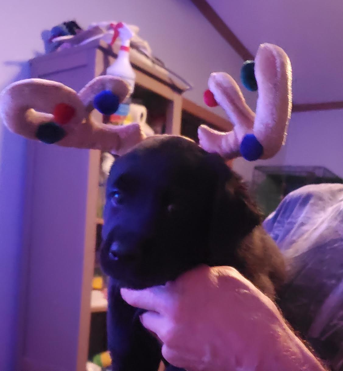 Regina's Rescues Kia Pet Adoption Grant Report Petfinder Foundation