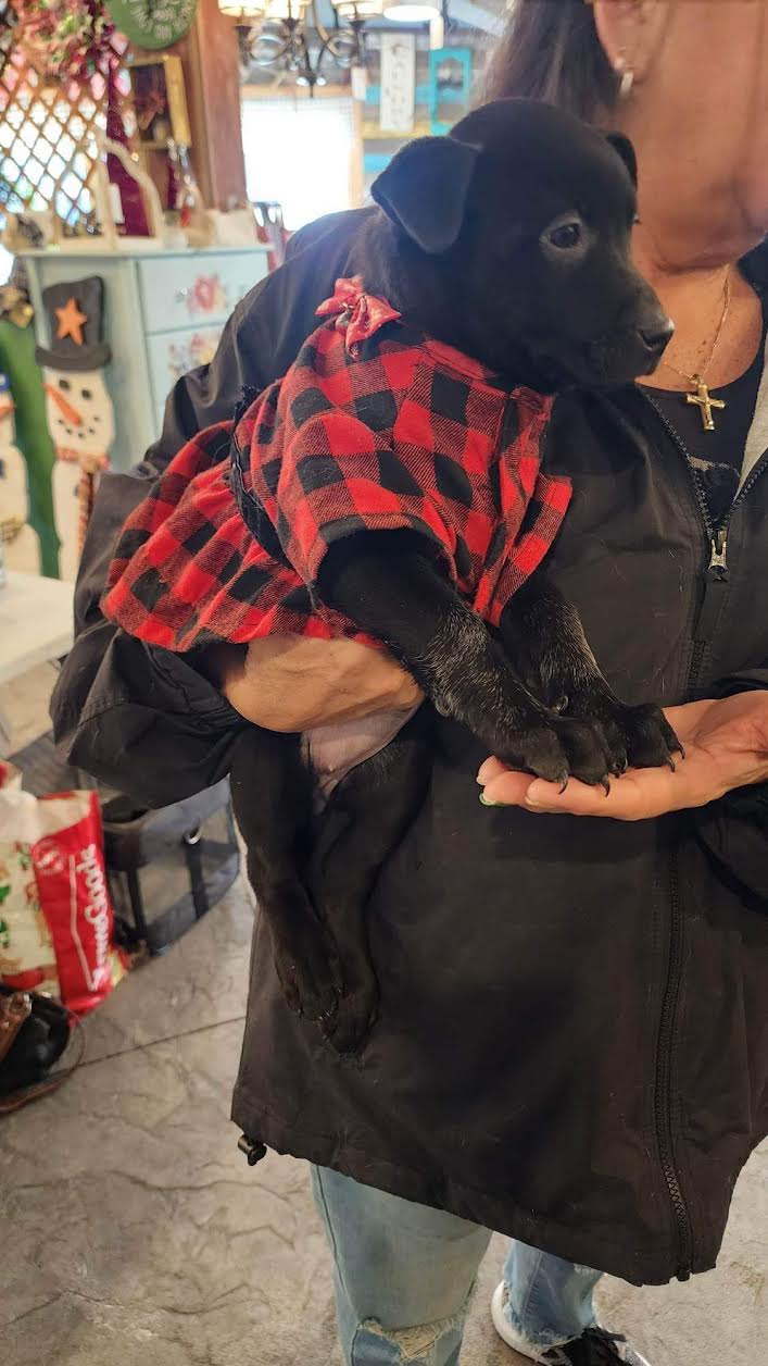 Regina's Rescues Kia Pet Adoption Grant Report Petfinder Foundation