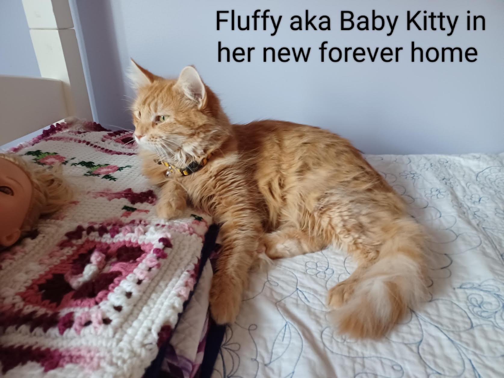 Regina's Rescues Kia Pet Adoption Grant Report Petfinder Foundation