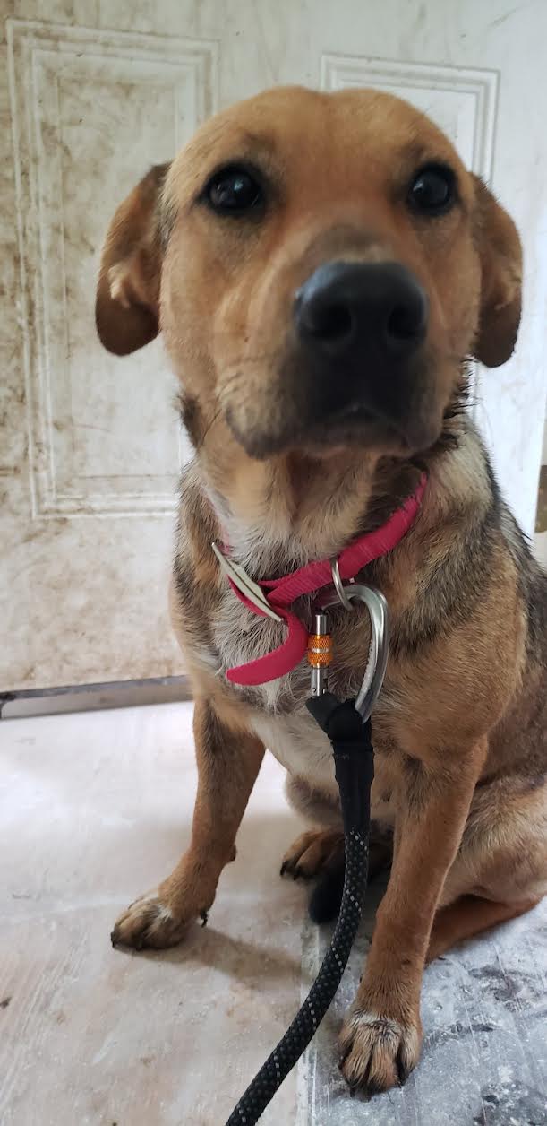 Regina's Rescues Kia Pet Adoption Grant Report Petfinder Foundation