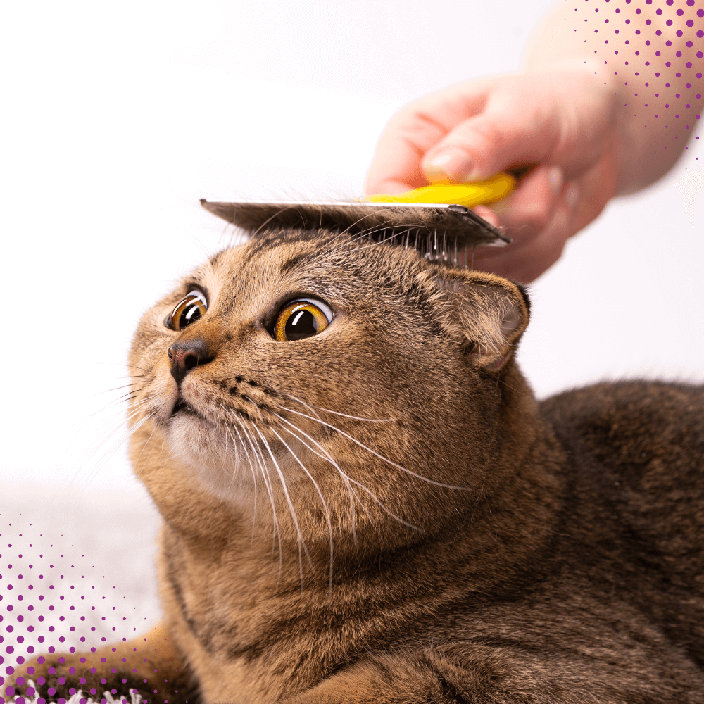 Pet Grooming Dubai Pet First Veterinary Clinic