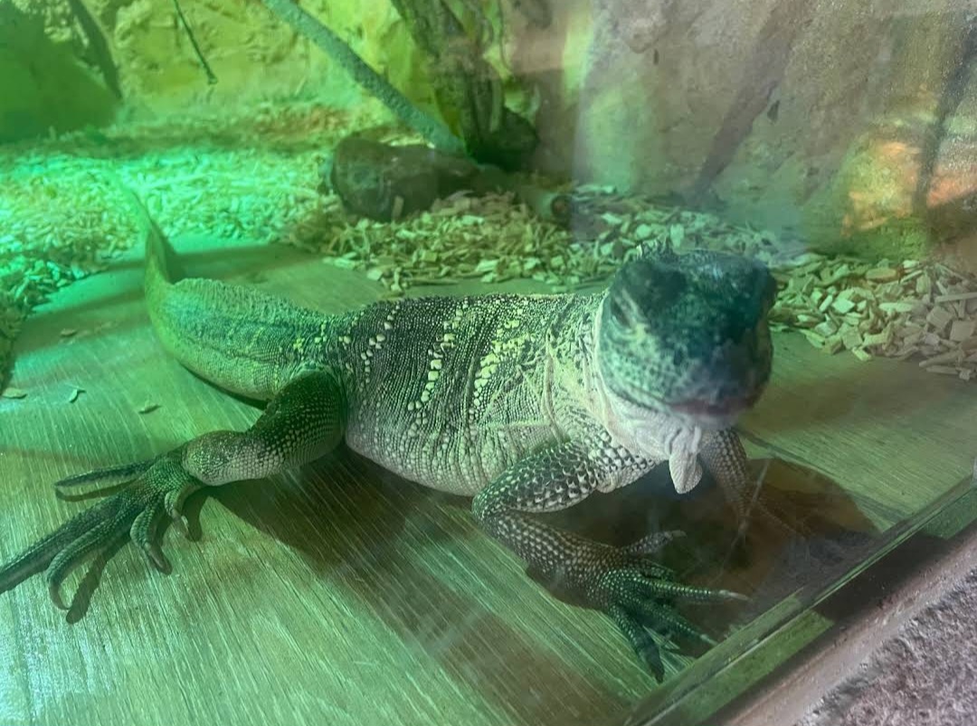 Warsan Pet Market A Must Read Before You Visit Pet First Veterinary Clinic