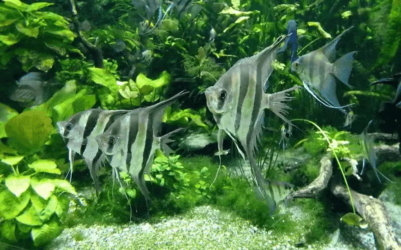 Do Angelfish Need To Be In Groups? Do They Need Companions? Pet Fish