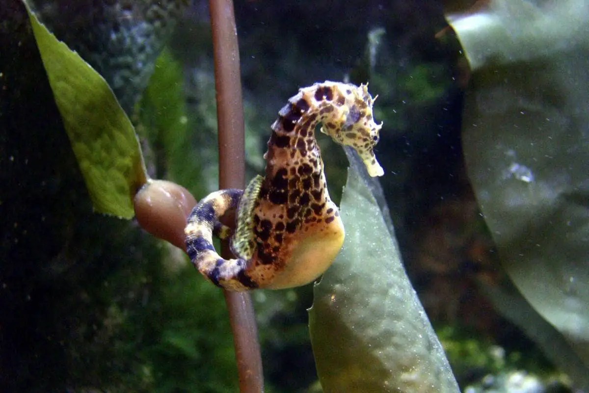 Clownfish And Seahorses Can They Live Together? Pet Fish Online