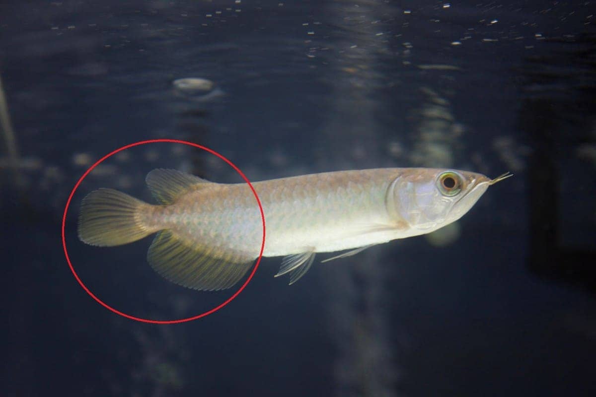 Will Arowana’s Tail, Scales Fins & Barbels Grow Back? Pet Fish Online