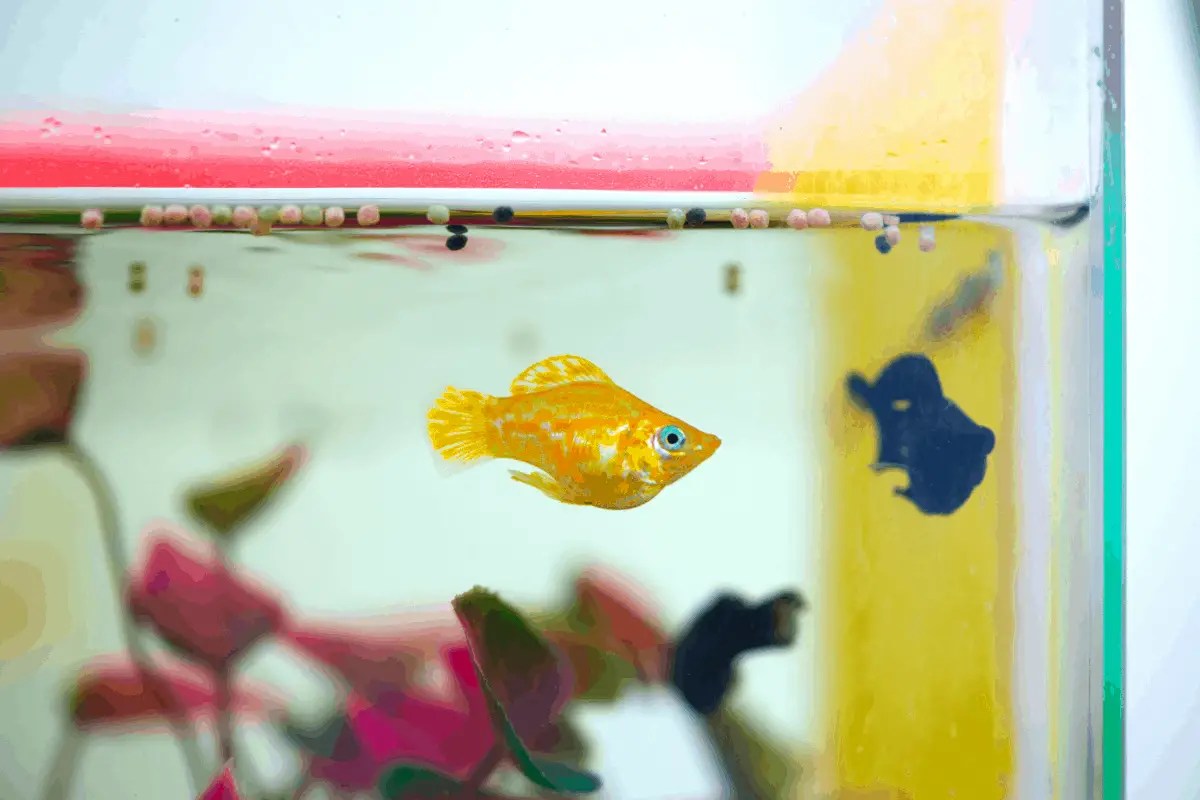 Why Do Mollies Die After Giving Birth? (Reasons & Solutions) Pet Fish
