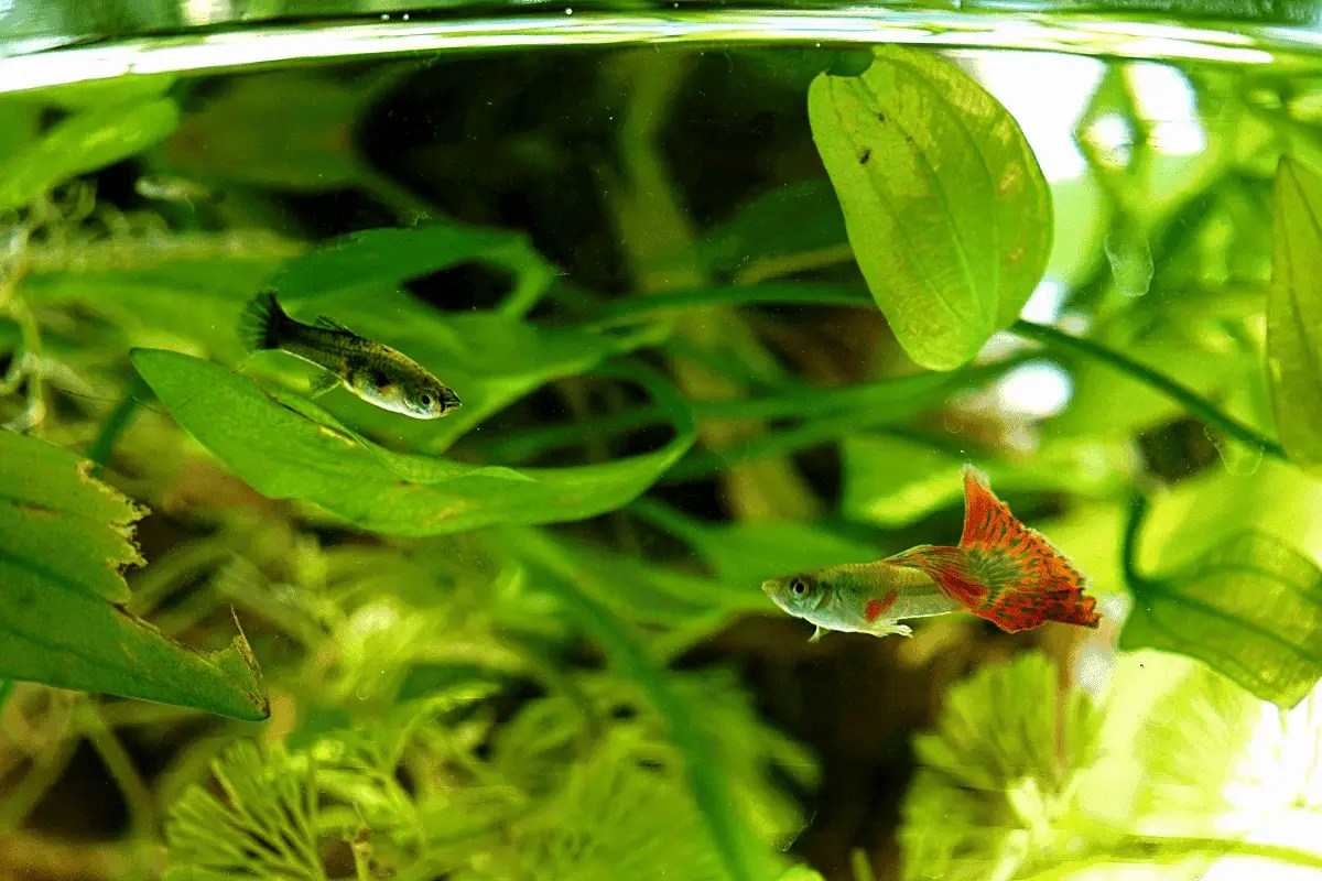 Can Guppies And Mollies Crossbreed? (And How To Breed The Two) Pet
