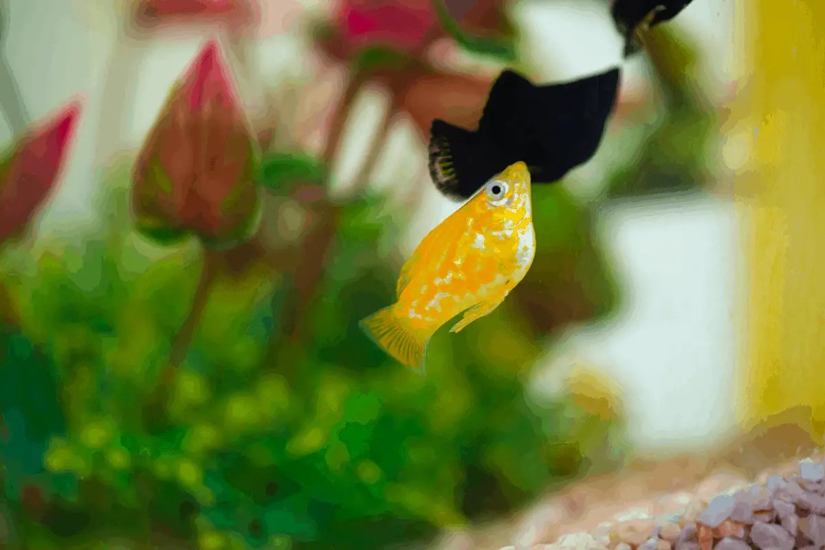 Molly Fish Swimming Vertically 5 Essential Solutions Pet Fish Online
