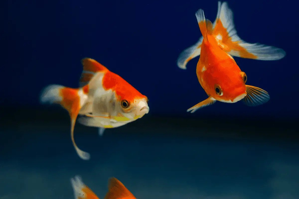 Goldfish Swimming Erratically & Frantically 7 Easy Solutions Pet
