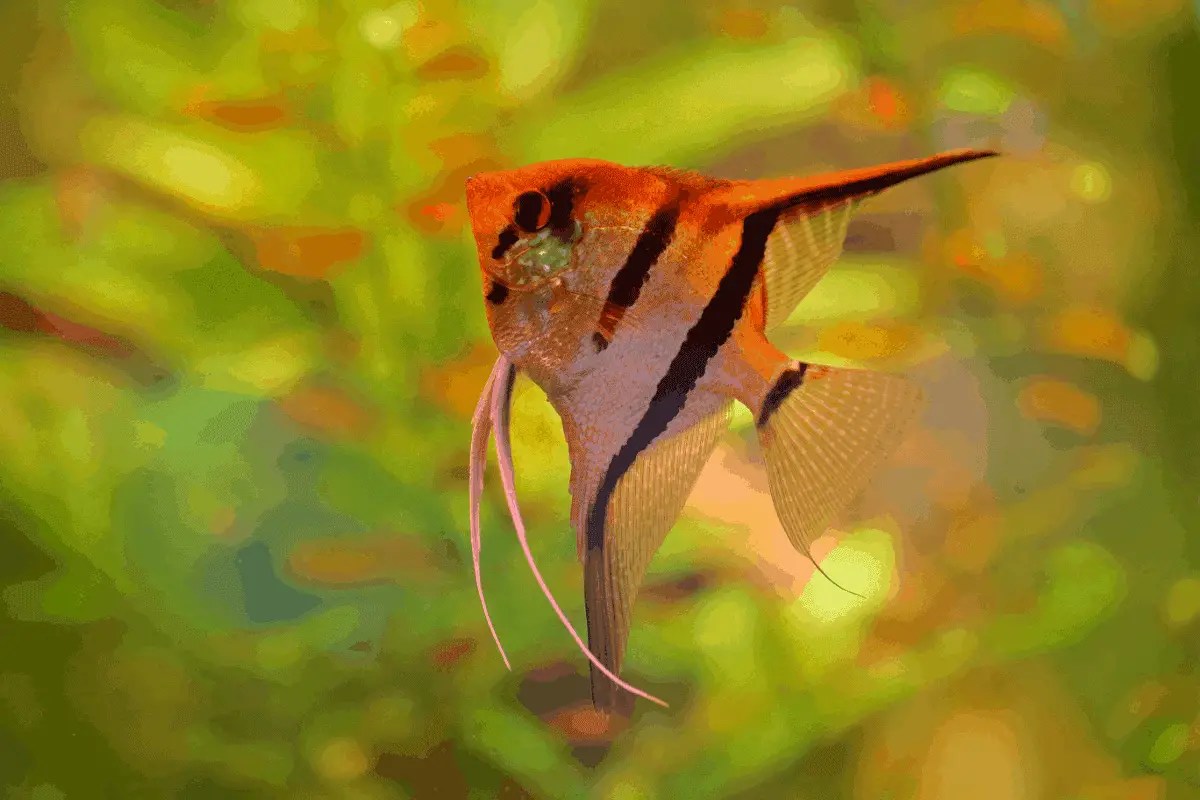 Angelfish Keep Dying 4 Easy & Quick Solutions Pet Fish Online