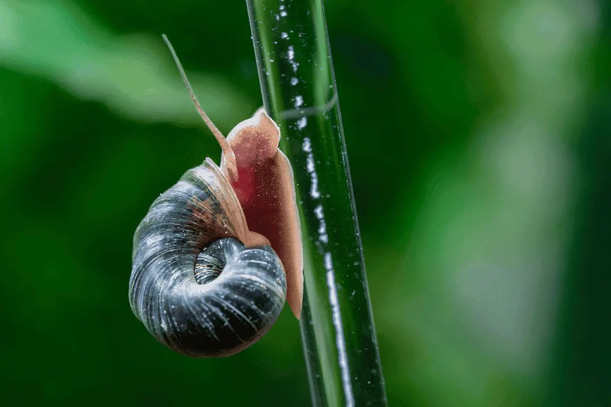 What Causes Hair Algae? (In Freshwater & Saltwater Tanks) Pet Fish Online