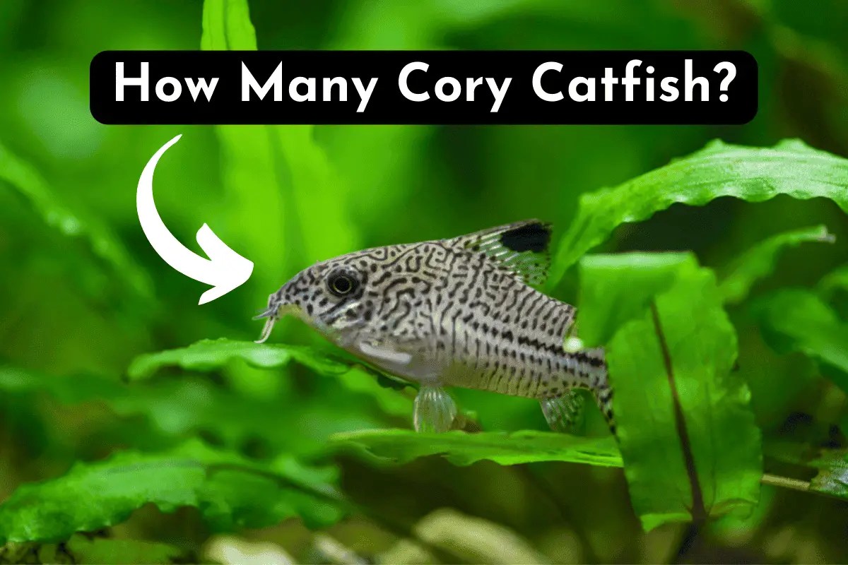 How Many Cory Catfish Should Be Kept Together? Pet Fish Online