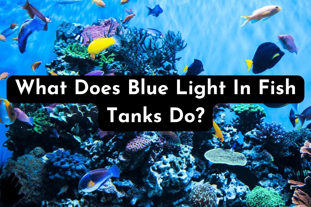 Pet Fish Online Pet fish are all we talk about on Pet Fish Online