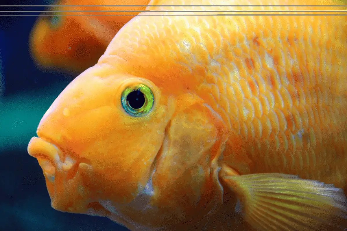 Why Is My Fish Keeping Its Mouth Open? (5 Common Reasons) Pet Fish Online