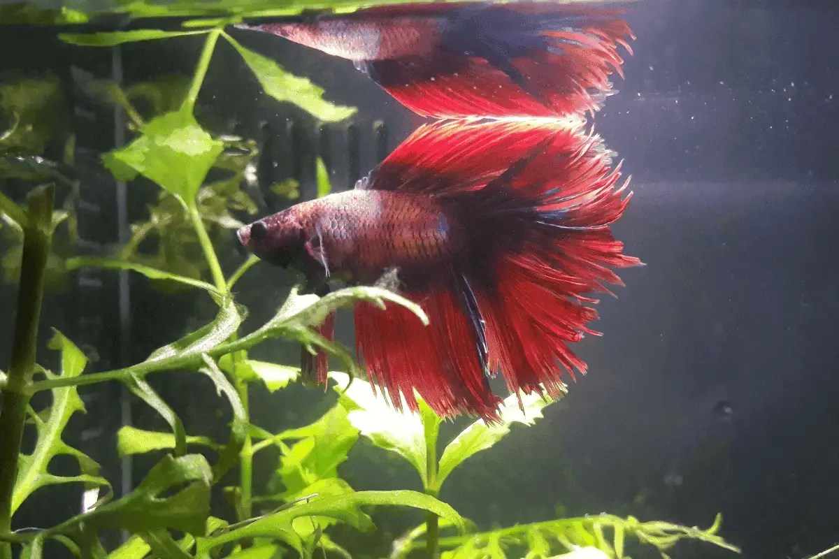 Can Plecos And Bettas Live Together? (With Practical Tips) Pet Fish