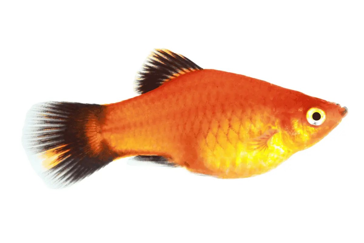 Male vs. Female Molly Fish How To Tell The Difference? Pet Fish Online