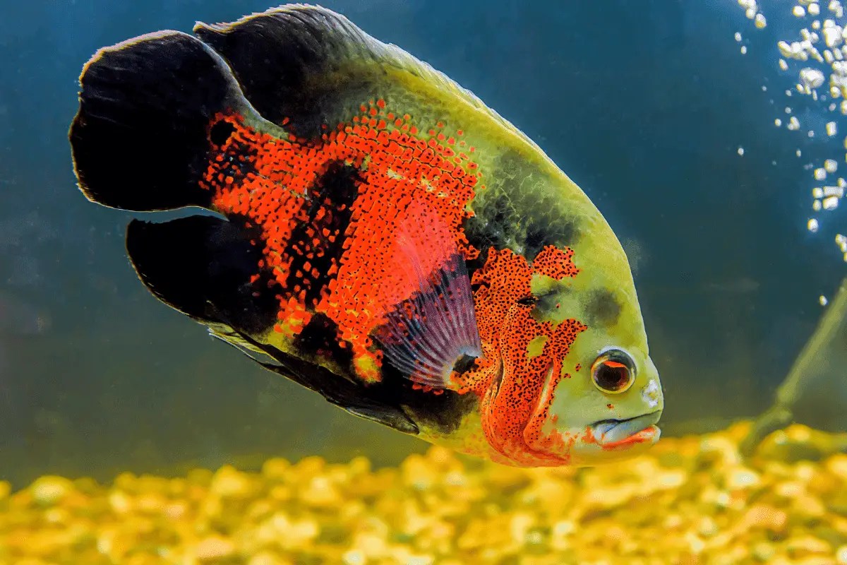 What Is the Best Substrate for Oscars? (Sand vs. Gravel) Pet Fish Online