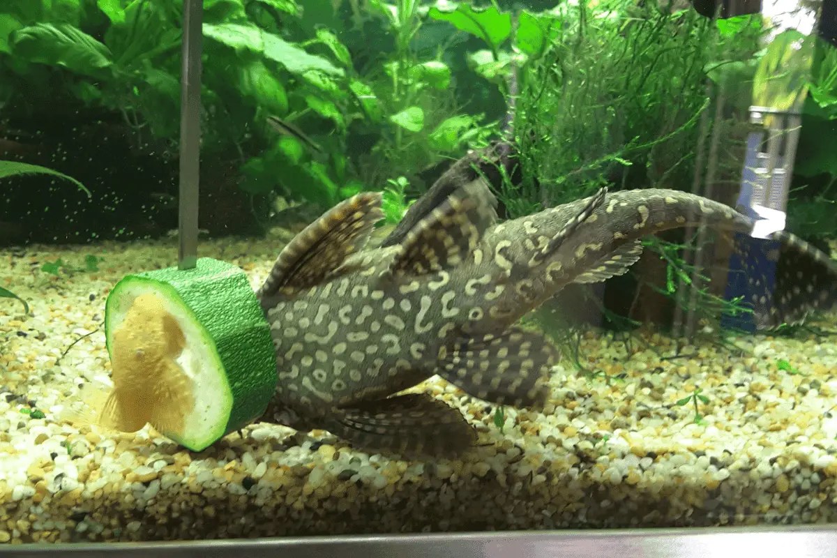 How To Feed Plecos A Complete Beginner’s Guide Pet Fish Online