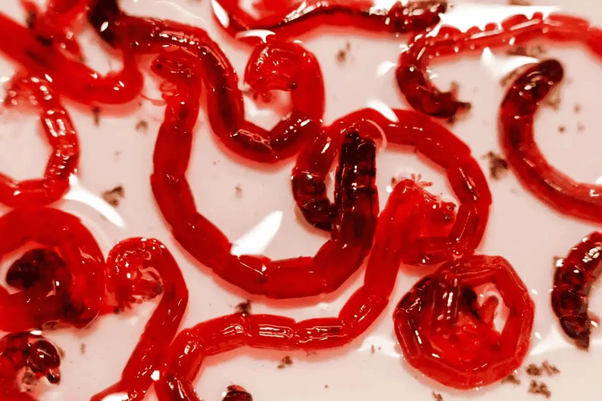 Do Angelfish Eat Bloodworms? (Benefits & Risks) Pet Fish Online