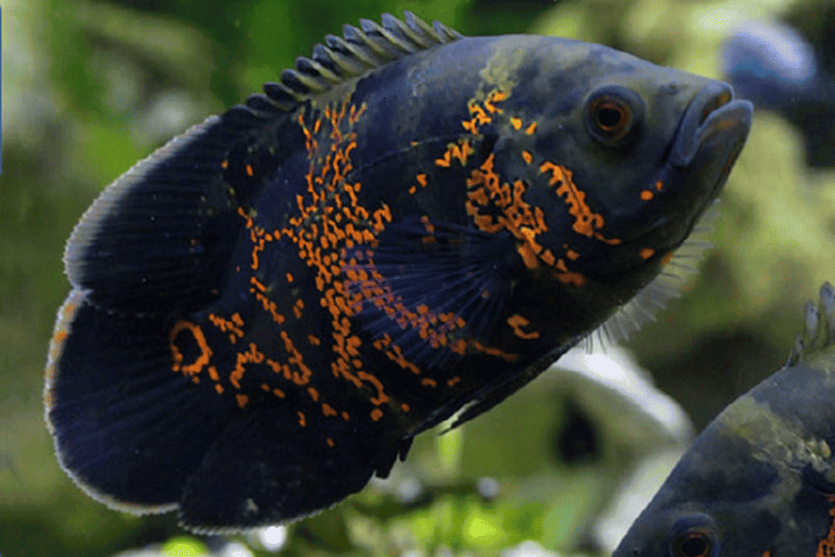 Male vs. Female Oscar Fish How To Tell The Difference? Pet Fish Online