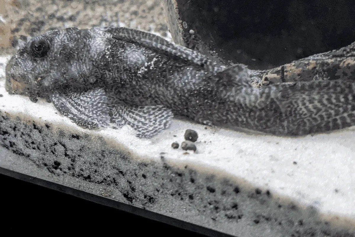15 Pleco Fish Diseases & Their Treatments A Complete Guide Pet Fish