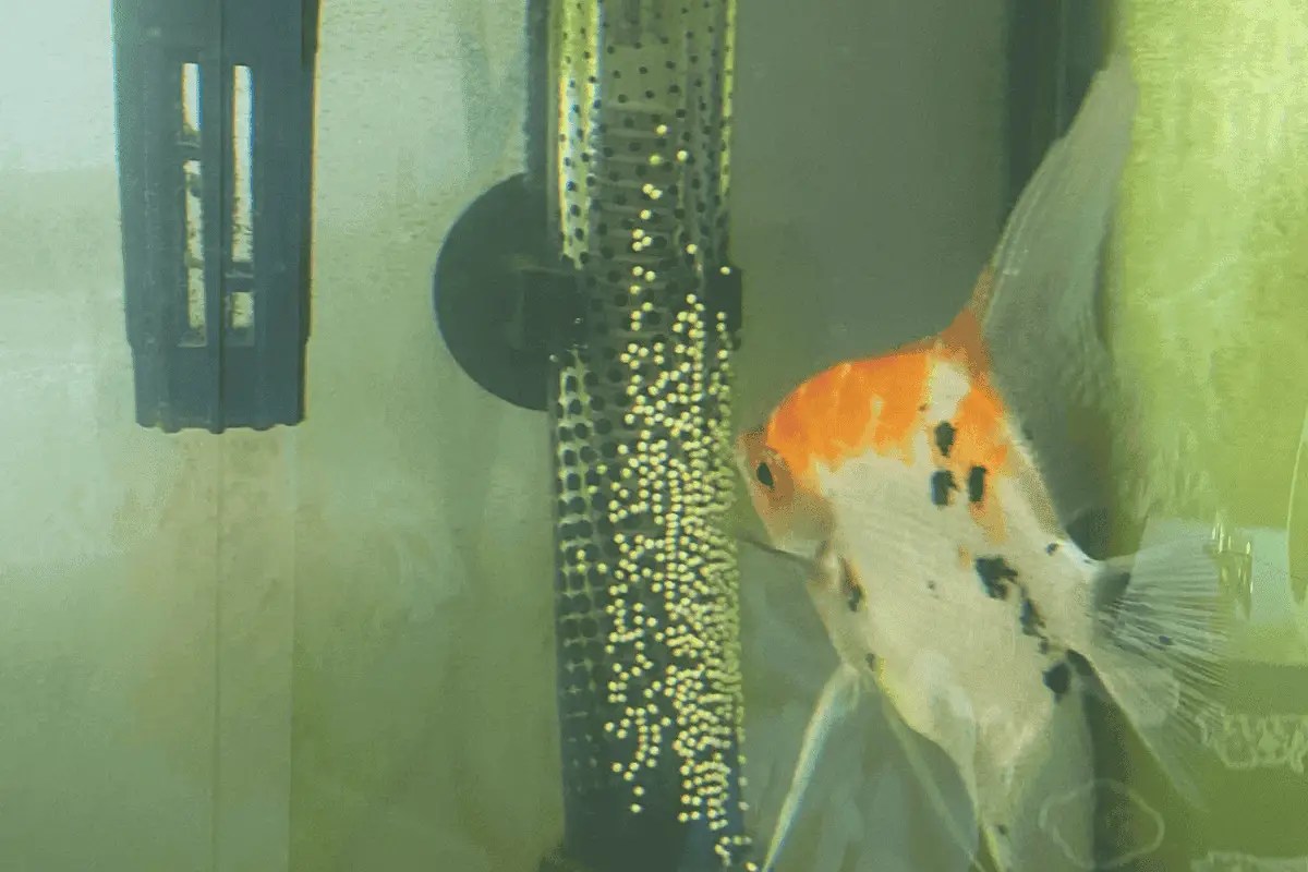 How To Keep Angelfish Eggs Alive? (6 Essential Tips) Pet Fish Online