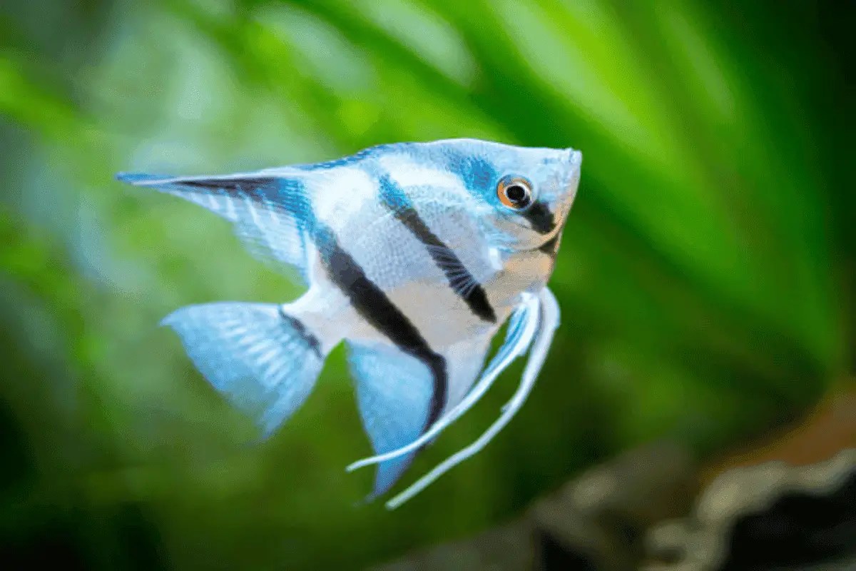 Pet Fish Online Pet fish are all we talk about on Pet Fish Online. Whether you're getting your