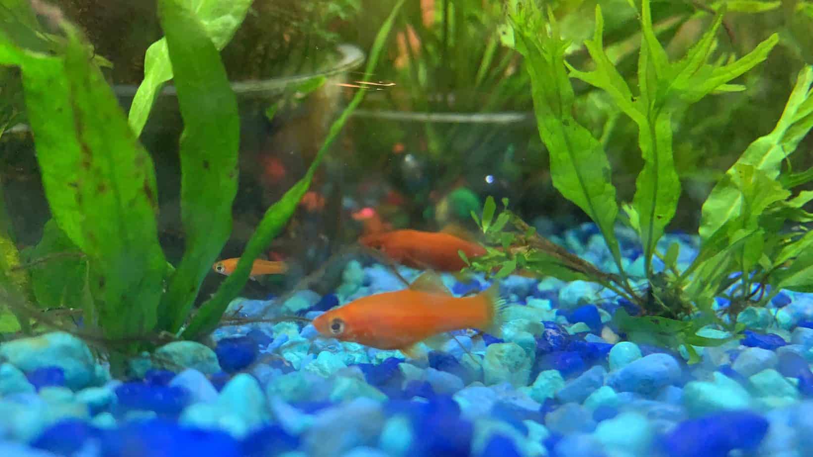 9 Best Tank Mates for Swordtails (Pictures) Pet Fish Pro