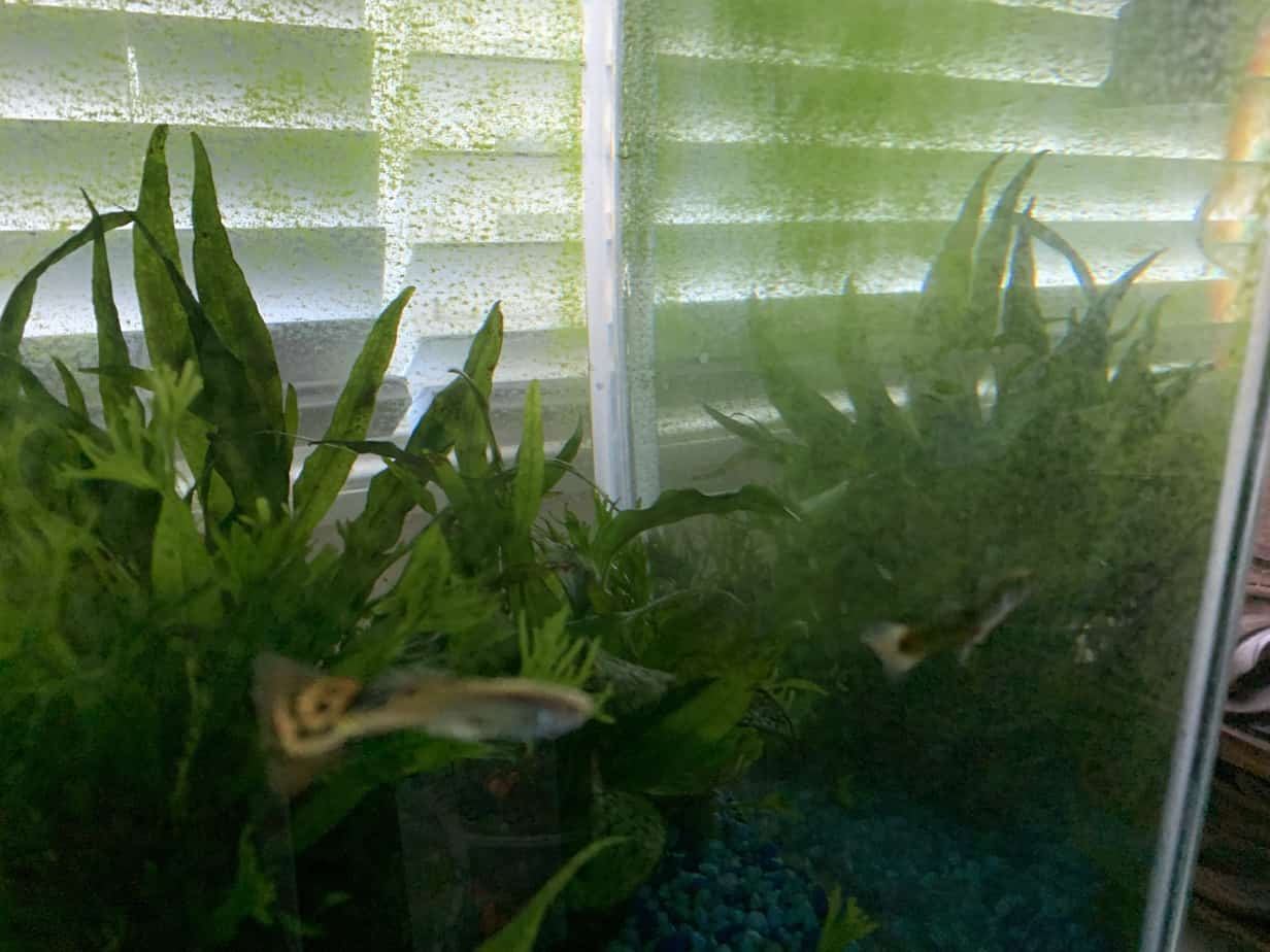 My Fish Tank Water Turned Green! How to Make it Clear Again (Easy Fix