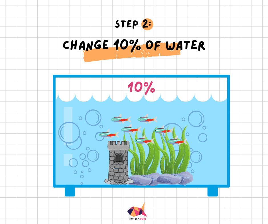Do I Need to Remove the Fish When Cleaning My Aquarium? (Step by Step Guide) Pet Fish Pro