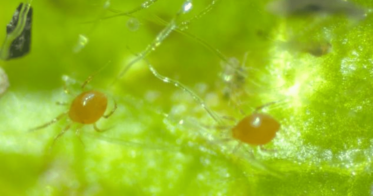 What Do Predatory Mites Eat? Pet Food Guide