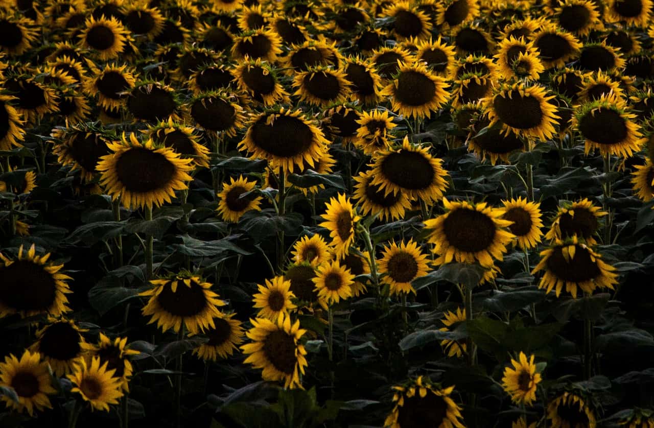 Sunflower Oil In Dog Food Pet Food Reviewer