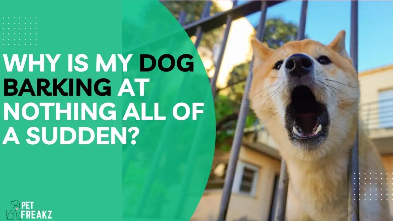 Why Is My Dog Barking at Nothing All of a Sudden?