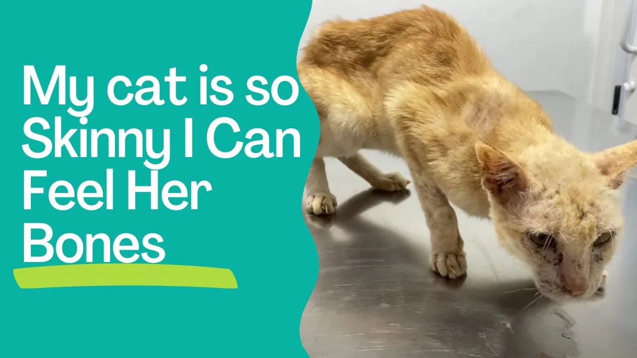 My Cat is So Skinny I Can Feel Her Bones How to Fatten Up?