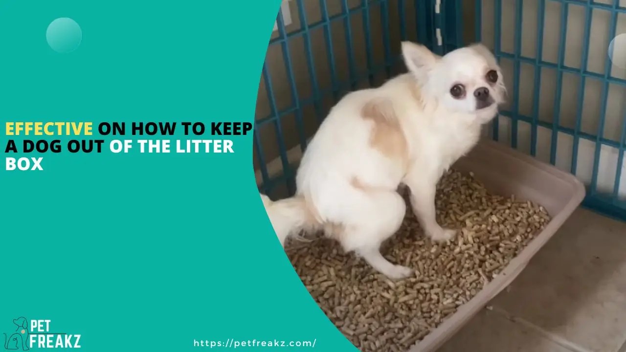 5 Effective Tips On How to Keep a Dog Out of the Litter Box
