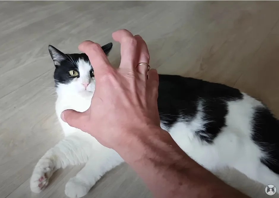 How to Play With a Cat Without Toys No Toys Needed!